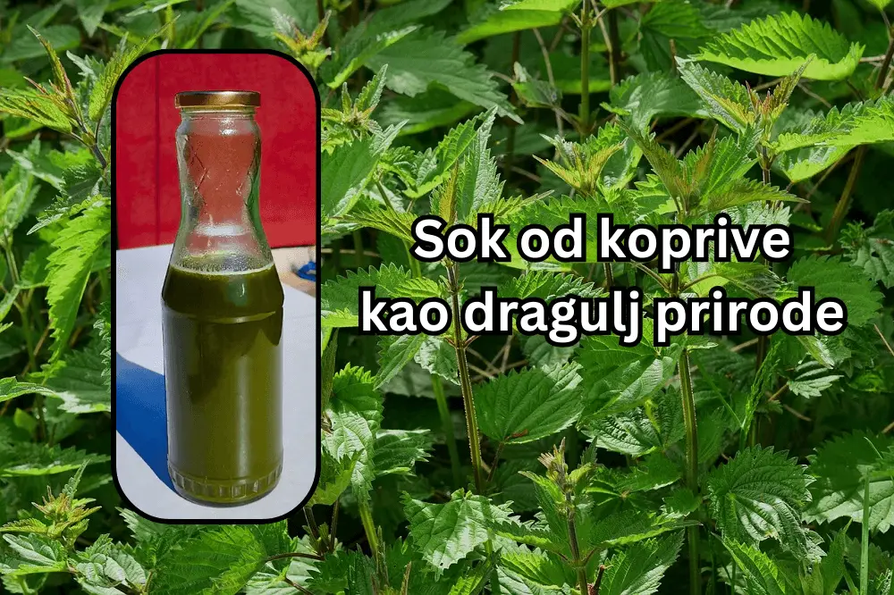 sok od koprive zdravlje, sok od koprive recept, kako se pravi sok od koprive, sok od kopšrive iskustva - Vaš Doktor