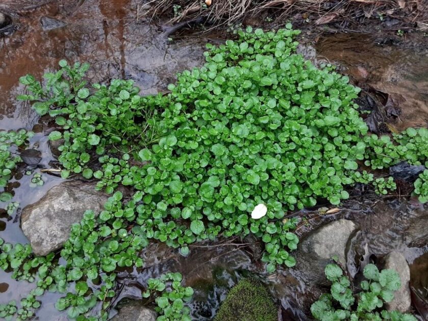 potočarka, biljka potocarka, kako izgleda potočarka, seme za potočarku, gde raste potočarka, gde u Srbiji ima da se kupi potočarka, potočarka nutritivna vrednost, sok od potočarke - Vaš Doktor