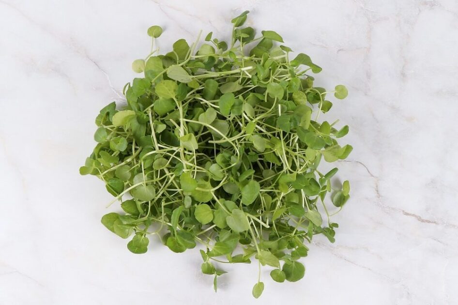 potočarka, biljka potocarka, kako izgleda potočarka, seme za potočarku, gde raste potočarka, gde u Srbiji ima da se kupi potočarka, potočarka nutritivna vrednost, sok od potočarke - Vaš Doktor 1