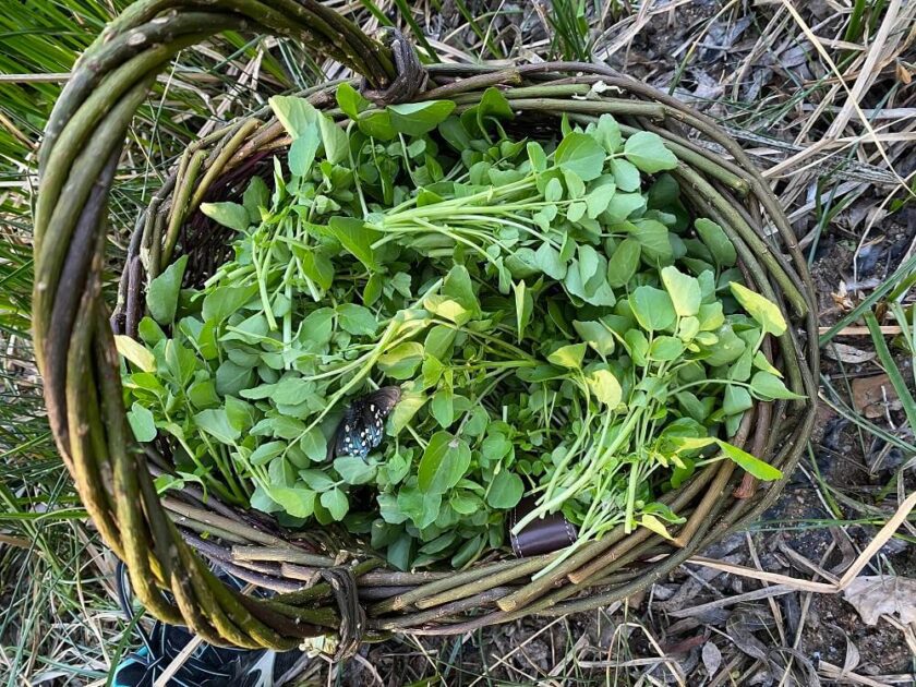 potočarka, biljka potocarka, kako izgleda potočarka, seme za potočarku, gde raste potočarka, gde u Srbiji ima da se kupi potočarka, potočarka nutritivna vrednost, sok od potočarke - Vaš Doktor 2