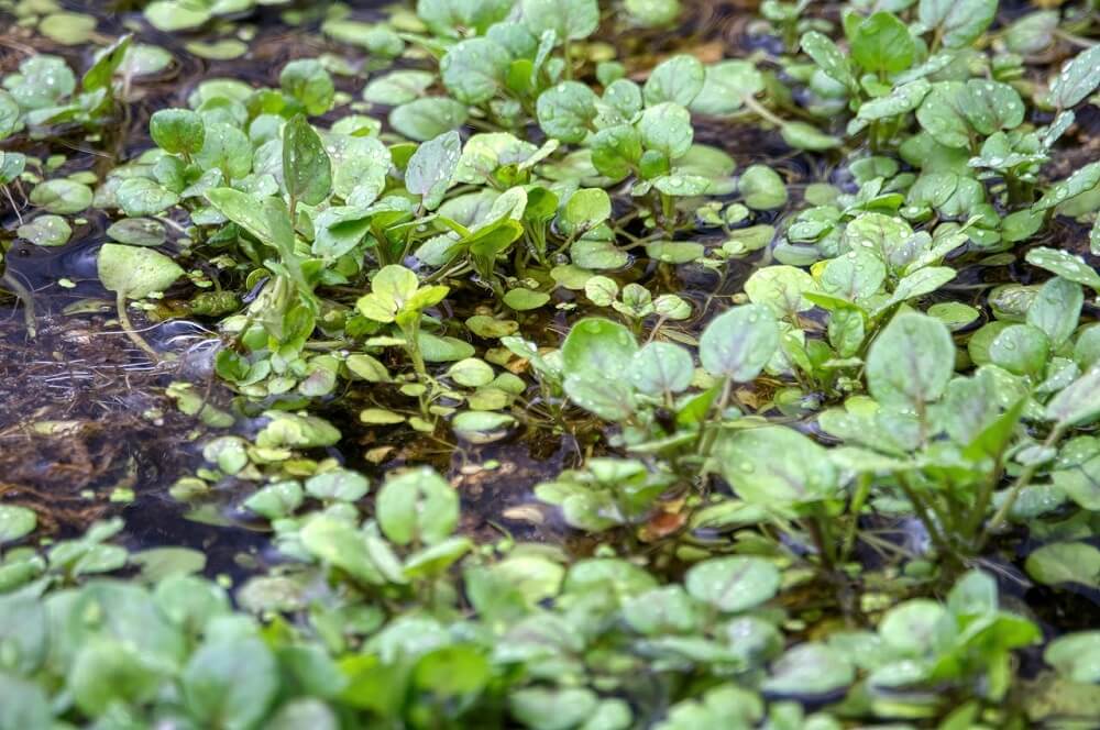 potočarka, biljka potocarka, kako izgleda potočarka, seme za potočarku, gde raste potočarka, gde u Srbiji ima da se kupi potočarka, potočarka nutritivna vrednost, sok od potočarke - Vaš Doktor 4
