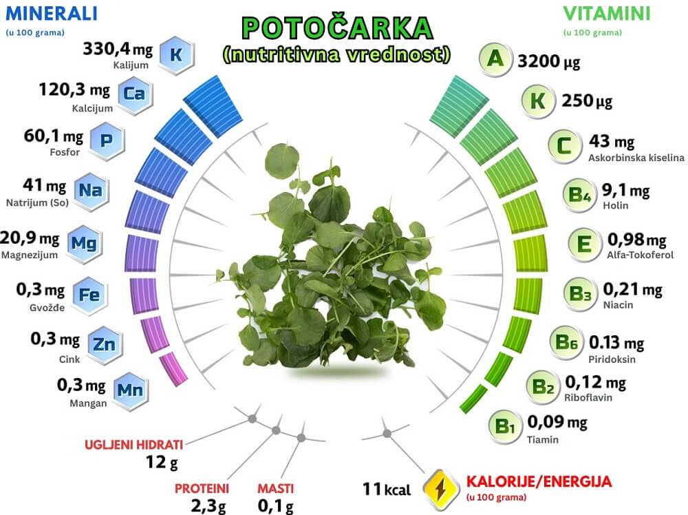 potočarka, biljka potocarka, kako izgleda potočarka, seme za potočarku, gde raste potočarka, gde u Srbiji ima da se kupi potočarka, potočarka nutritivna vrednost, sok od potočarke - Vaš Doktor 3