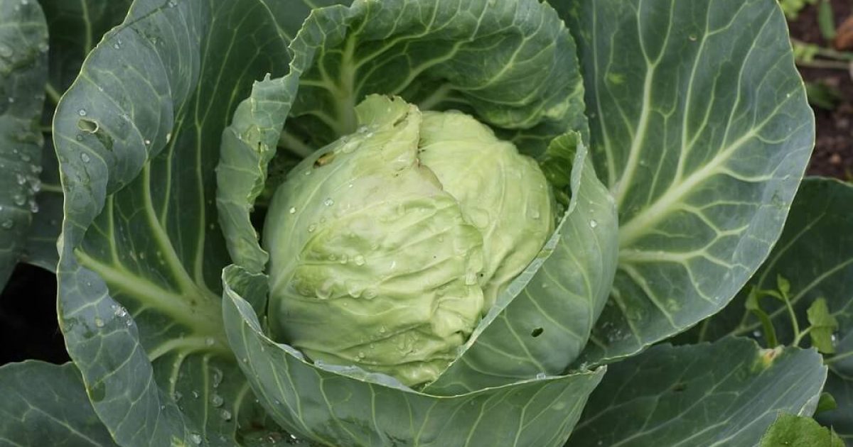 kupus dijeta, kupus dijeta isksutva, nova kupus dijeta, najjeftinija kupus diejta, kupus diejta jelovnik, dijeta sa supom od kupusa, kupus diejta 7 dana, kupus dijeta originalni recept, kupus dijeta recept za corvu, kupus dijeta recepti po danima - Vaš Doktor 1