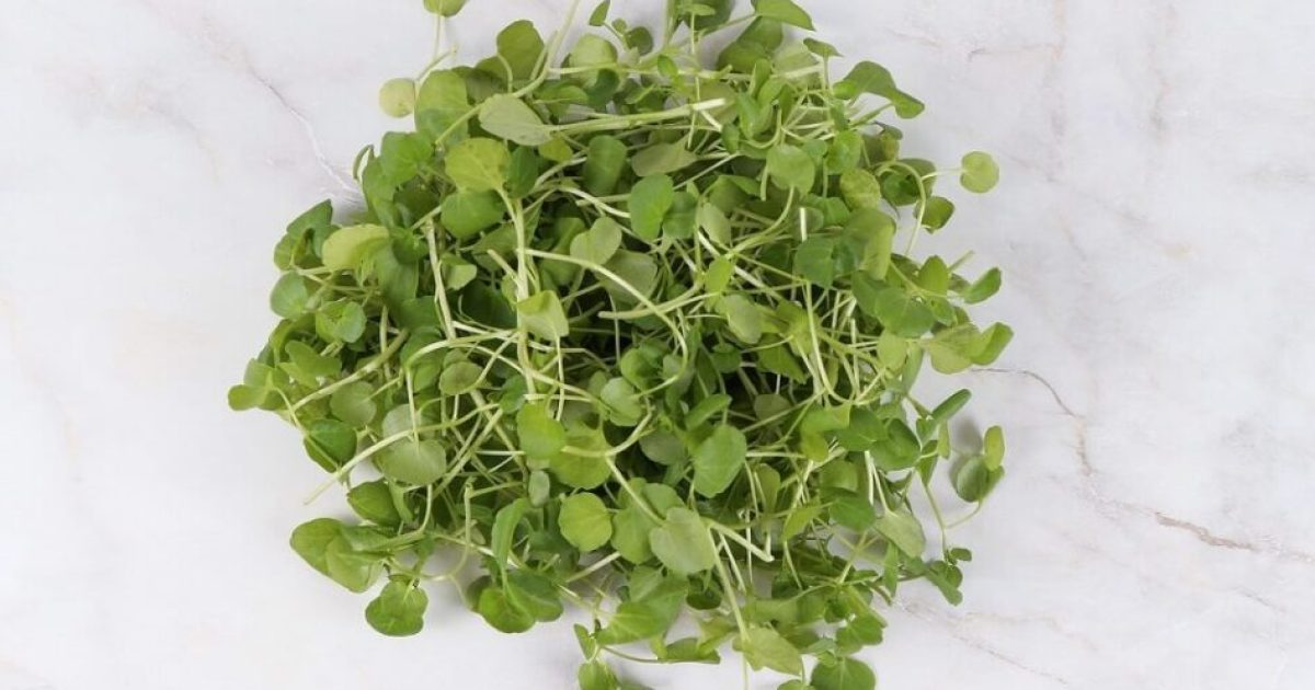 potočarka, biljka potocarka, kako izgleda potočarka, seme za potočarku, gde raste potočarka, gde u Srbiji ima da se kupi potočarka, potočarka nutritivna vrednost, sok od potočarke - Vaš Doktor 1