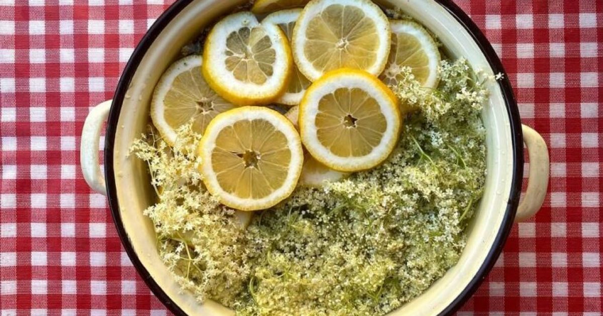 sok od zove, sok od zove recept, sirup od zove, sirup od zove recept, kako se pravi sok od zove, najbolji recepti za sok od zove - Vaš Doktor 1